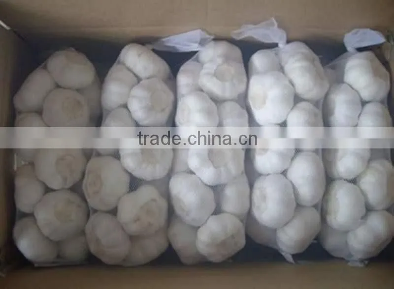 fresh garlic