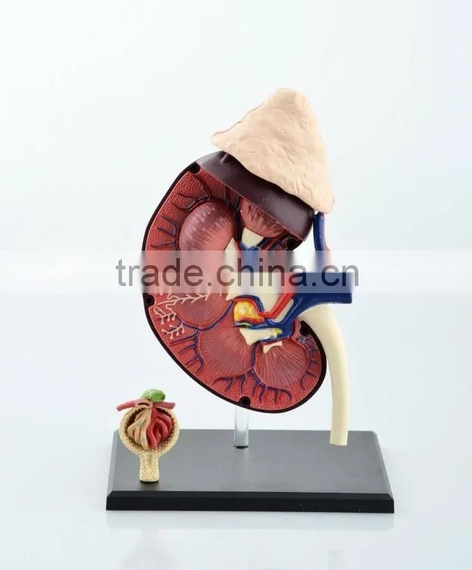 V-HM05 4D MASTER Human kidney structure model