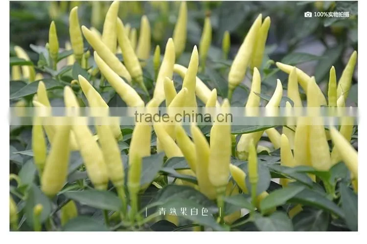 Hot sale hybrid yellow chili pepper seeds-Xin Shu