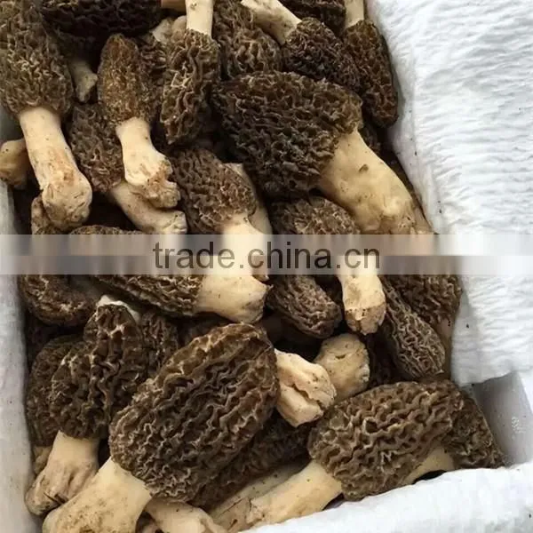 Price of Black Morel Mushroom, Dry Cultivating Morel Mushrooms from Morel Mushroom Farm