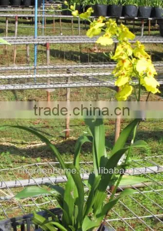 Oncidium