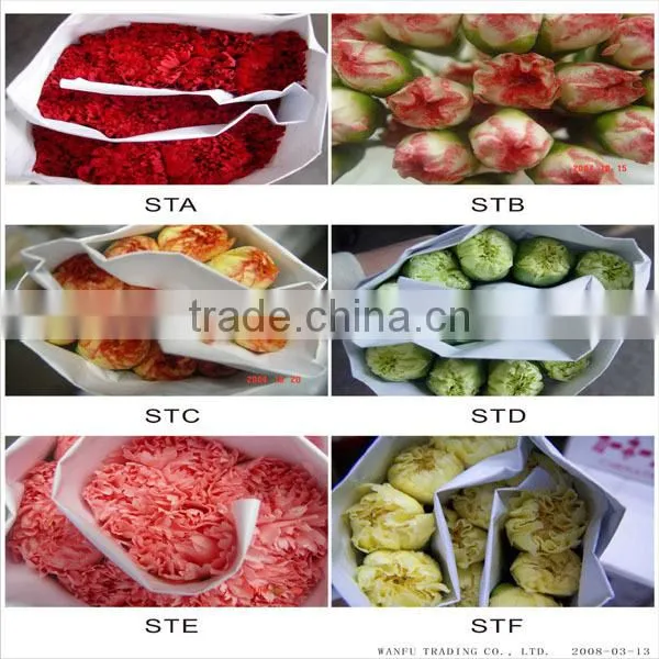 best quality fresh carnation flower with low price
