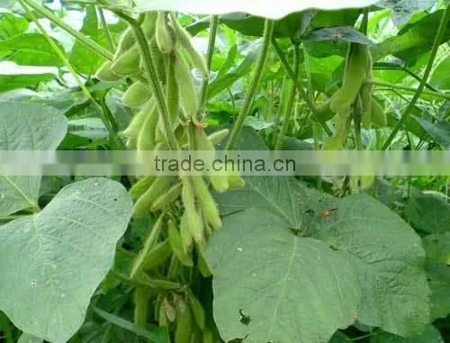 Good quality good price cheap soybean roasting machine