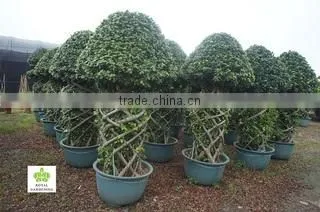 Royal Gardening Nursery Guangzhou company overview - view 2