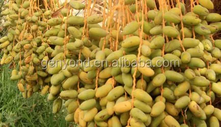 Dates SYRUP Processing Line/Dates Molasses Making Machine/la Datte Molasses