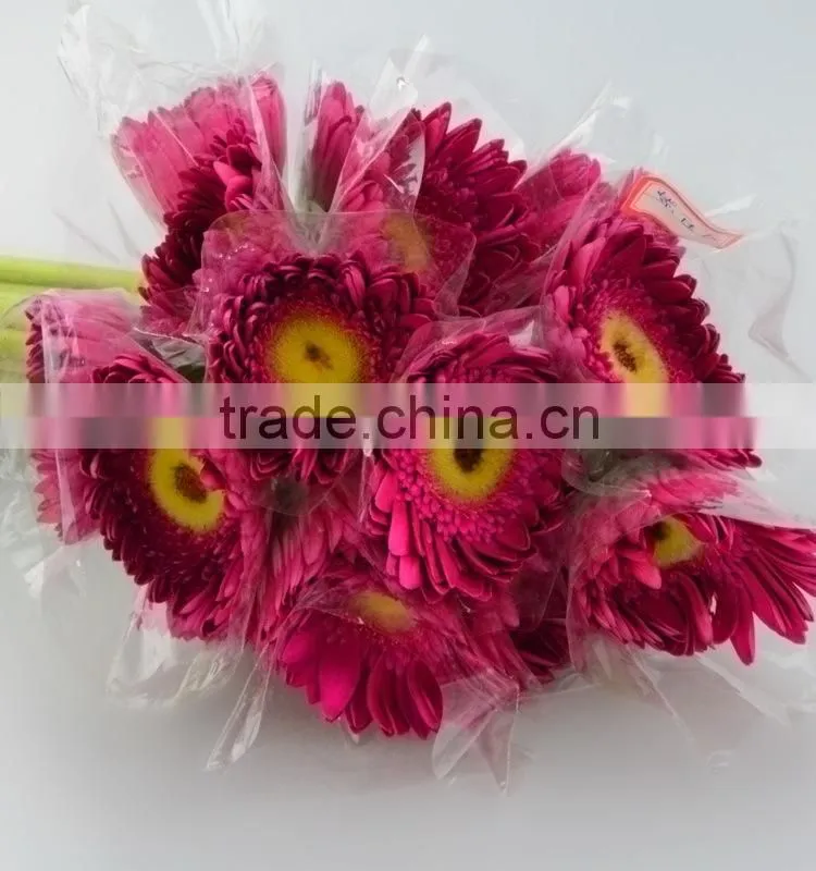 Colorful Purple Petal colorful 2016 gerbera flower