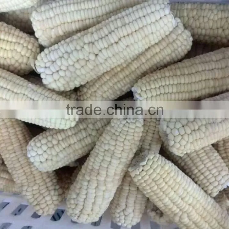 Non-gmo IQF whole white sweet corn and cob