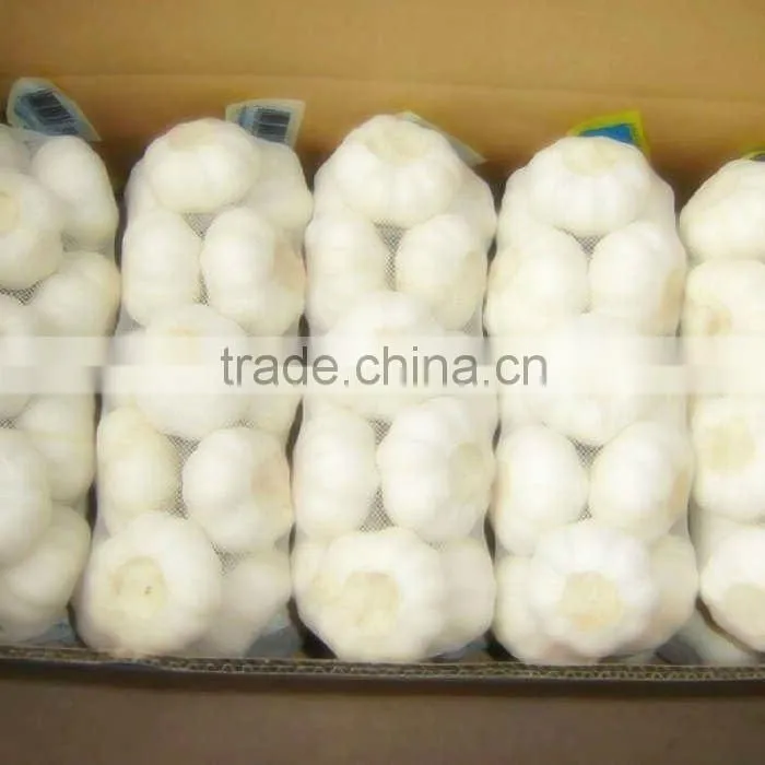 Fresh Garlic