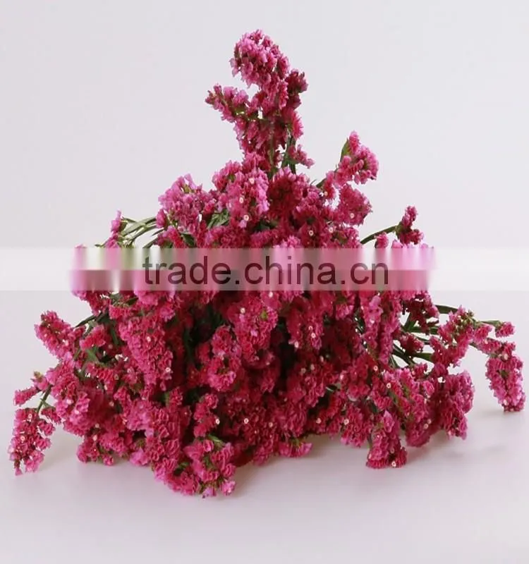 bulk supply decorative flower fresh cut green color forget me not flowers