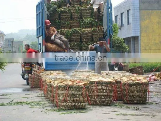 chinese fresh clean ginger