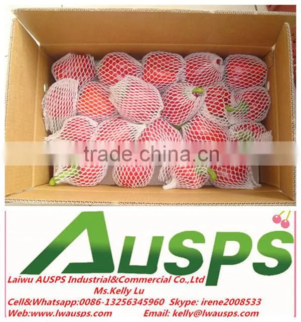 New crop fresh big red capsicum for sale