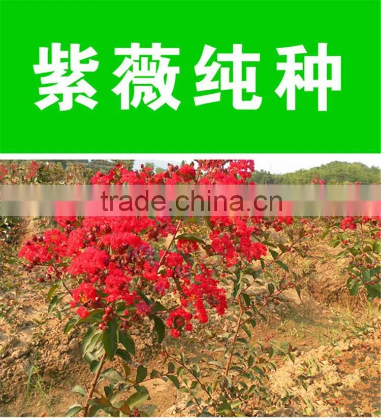 Heirloom Lagerstroemia Crape Myrtlette Crepe Myrtle Dwarf Shrubs Bonsai Red Bulk Seeds
