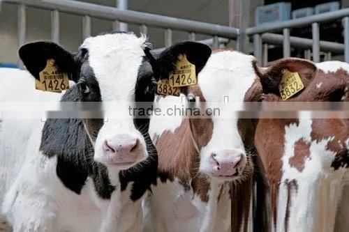 separated cattle ear tag female tag 78*56 mm male tag 30*30 mm