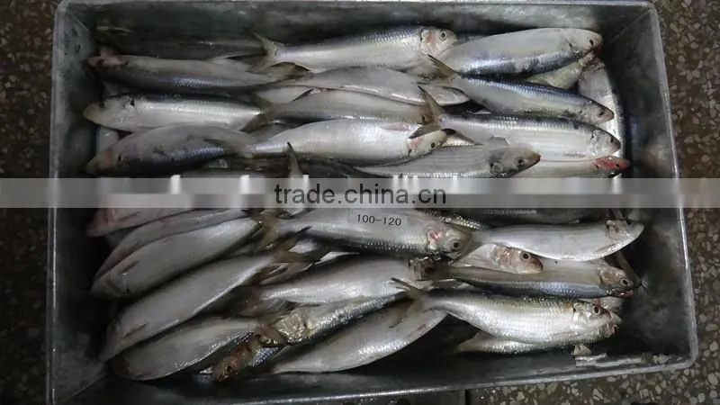 bait of sardine on wholesale