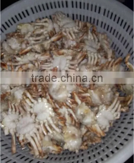 Frozen Sand Crab