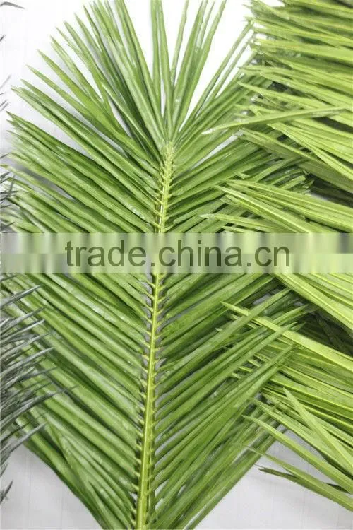 coconuts leaves price