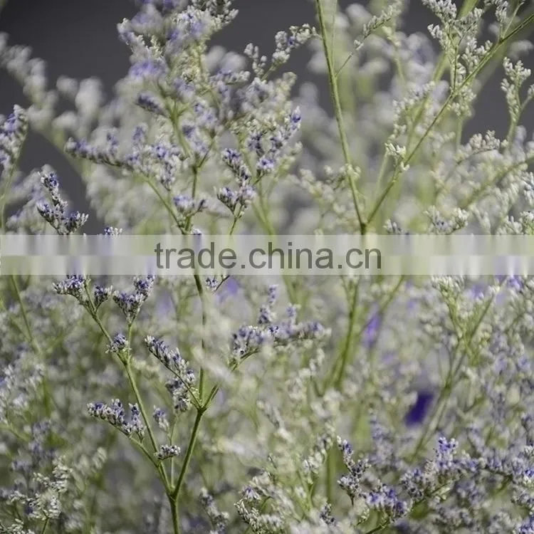 Beautiful classical limonium flower