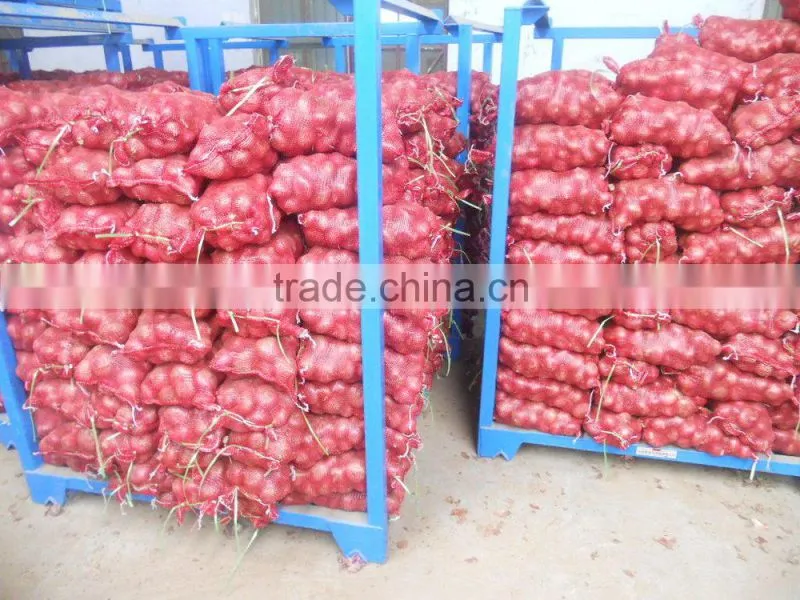fresh red onion /red onion/yellow onion