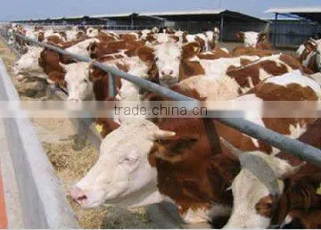 SUKARGain Feed probiotics for sheep / cow / goat