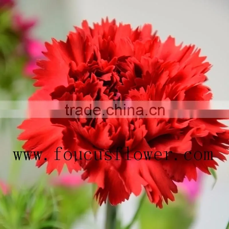 Different Colors Wedding Flower Red Carnation Flower Flower Bouquets