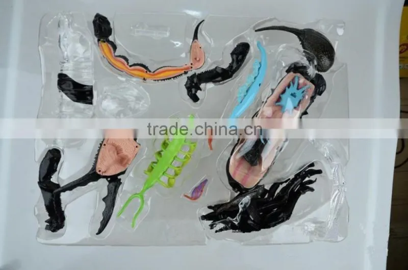 V-AM050 4D MASTER Scorpion specimen anatomical model for teaching