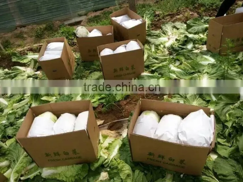 Chinese cabbage