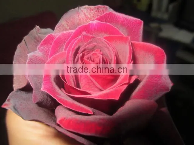 High grade fresh cut flower wholesale black magic 002 rose