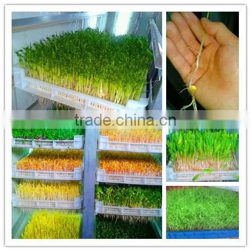 13. HRSD-100 M Automatic bean sprout machine / Bean/ barley sprout making machine 0086 15138918451