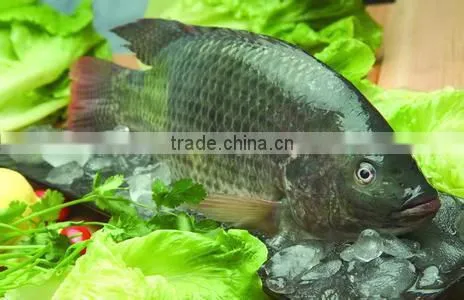 Hot sale fish feed pellet extruding machine