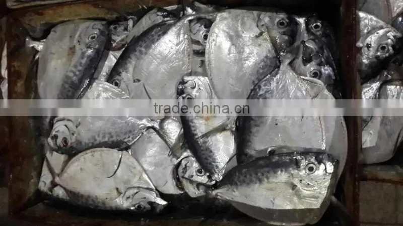 IQF moonfish sea fish on sales