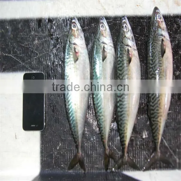 frozen fresh fish