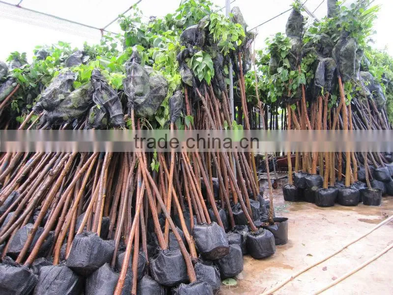 Ficus Religiosa packed for shipment