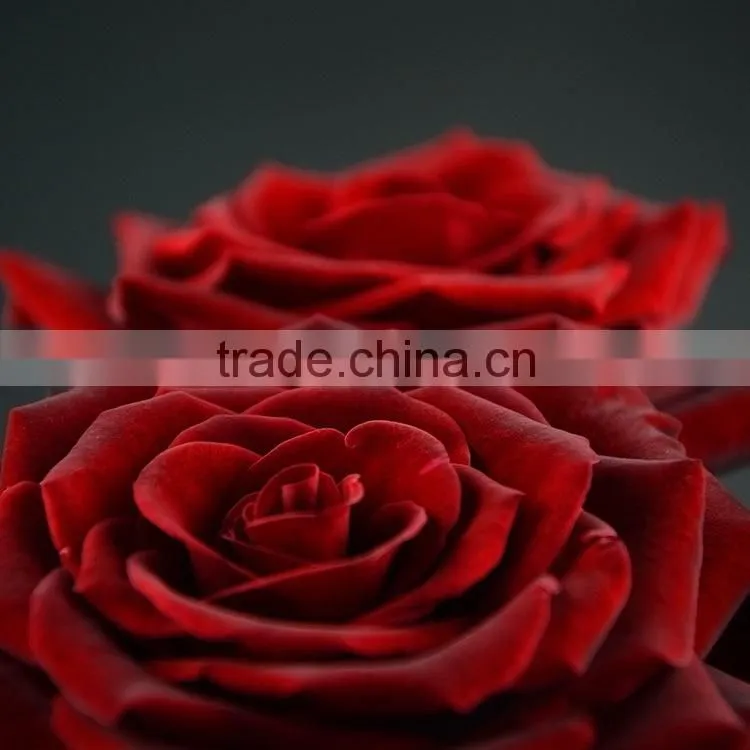 Factory new coming natural black magic rose