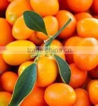 vegetable fruit dates apple melon mango grading processing equipment