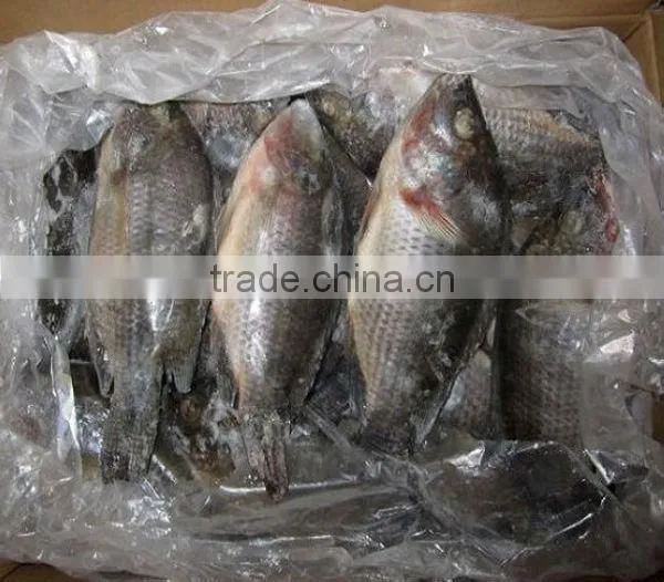fresh frozen seafood tilapia fish