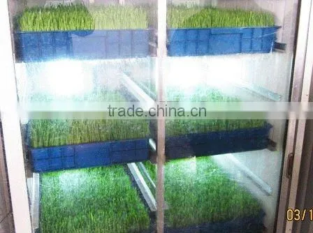 Green Farm Poultry Fodder Breeding Room