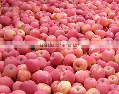 Yantai red fuji apple