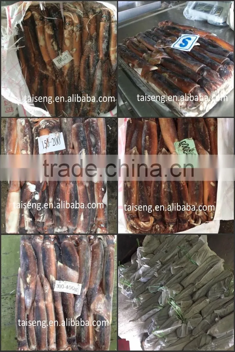 Illex Squid 150-200g for Sale