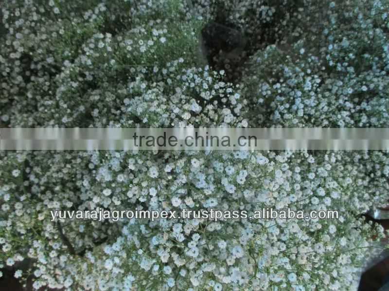 Fresh Cut Gypsophila