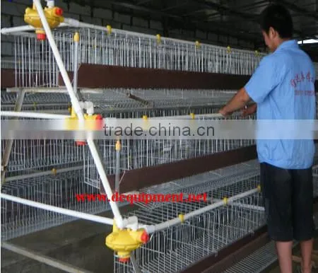 Design automatic equipment A type chicken house in poultry farm