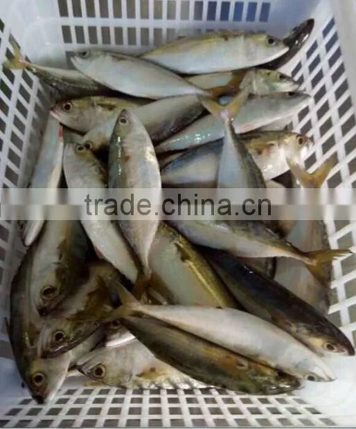 indonesia live crab indian mackerel