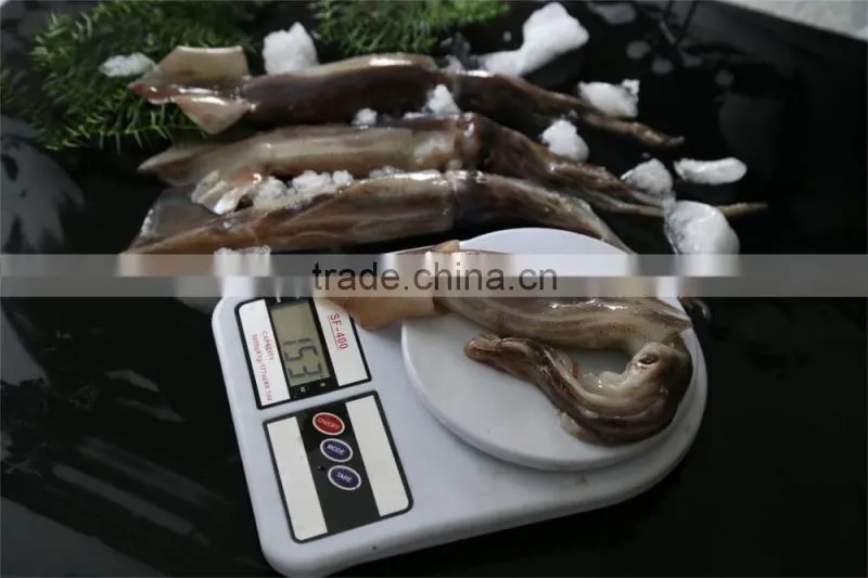 Frozen illex squid