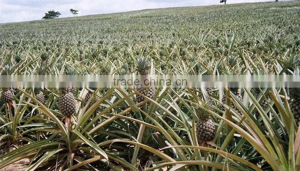 Frozen Pineapple Sliced from Vietnam