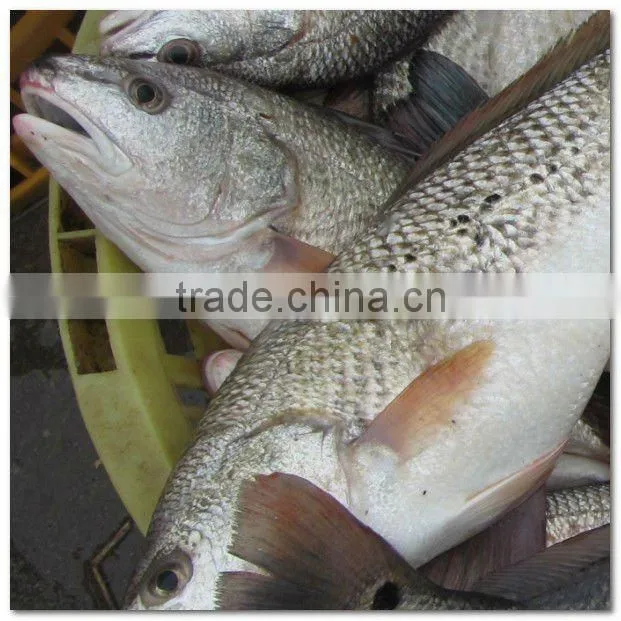 Frozen fresh whole red drum fillet