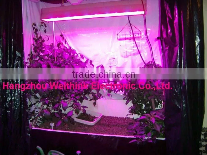 Single 3w chip High efficiency LED grow light