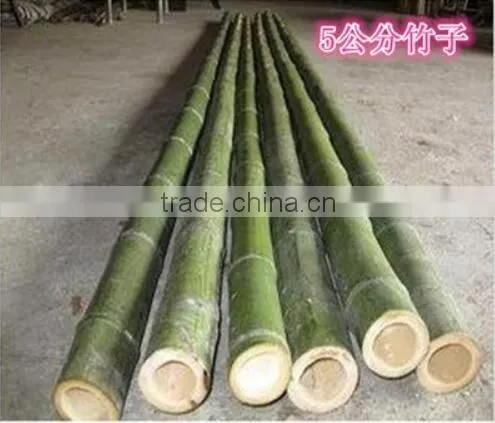 Bamboo poles and Bamboo bent pole