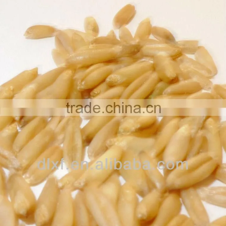 oat/peeless oat