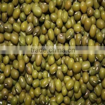 hot sold dry green mung bean 3.2-3.6mm