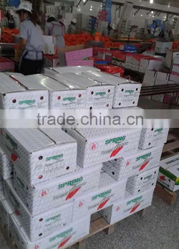 China new crop fresh carrot