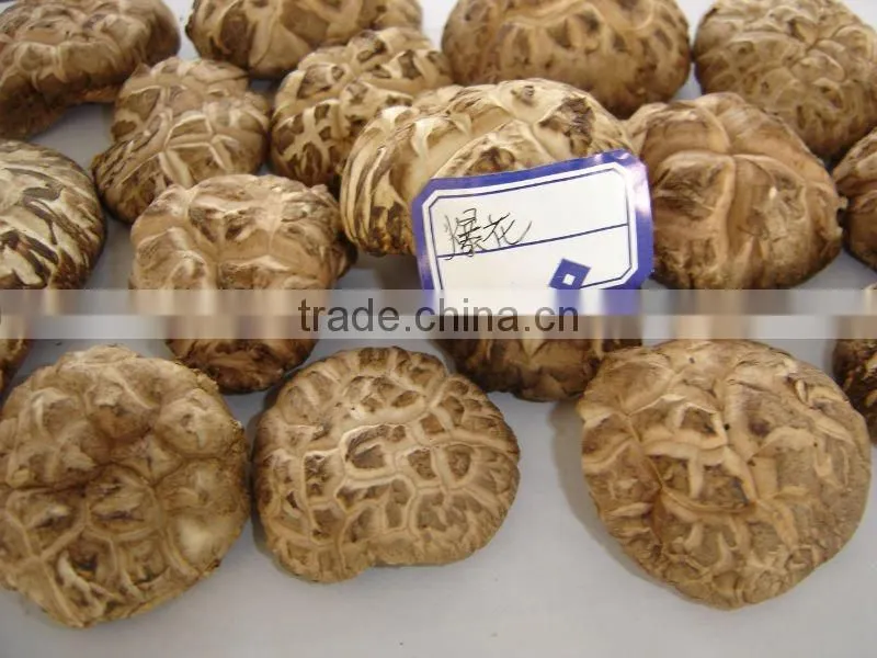 The Best Dried Flower Mushroom